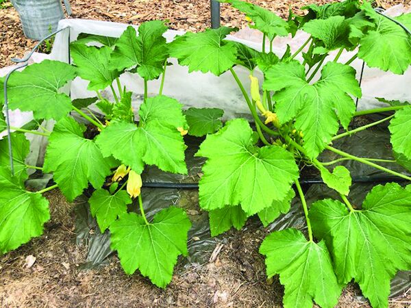 More Thoughts While Weeding: July steams in